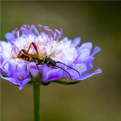 Close-up of bee on purple flower