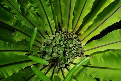 Full frame shot of green plant