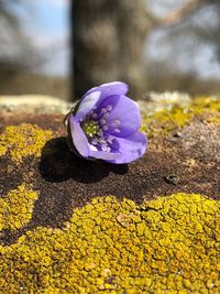 Close-up of purple crocus flower