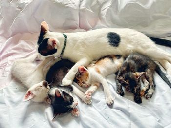 High angle view of cat sleeping on bed