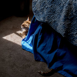 High angle view of cat covered with blue blanket on rug