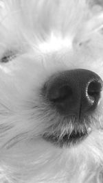 Close-up of dog