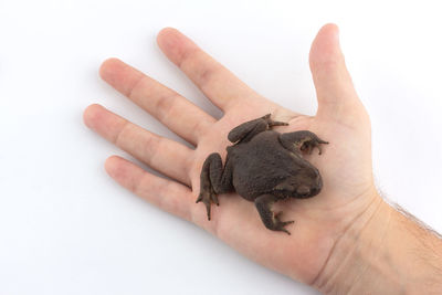 Cropped image of hand holding small against white background