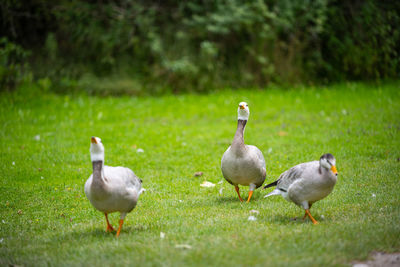 Ducks on a field