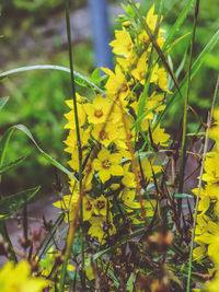 Close-up of yellow flowers blooming outdoors