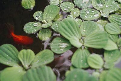 Close-up of water drops on leaves