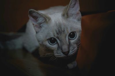 Close-up portrait of cat