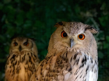 Close-up portrait of owls