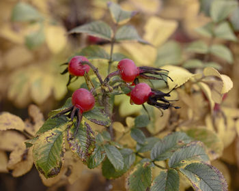 Close-up of red wild rose  berries growing on plant 