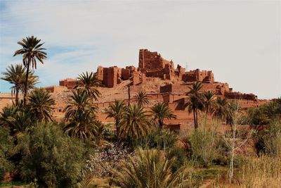 Panoramic shot of palm trees on landscape against sky