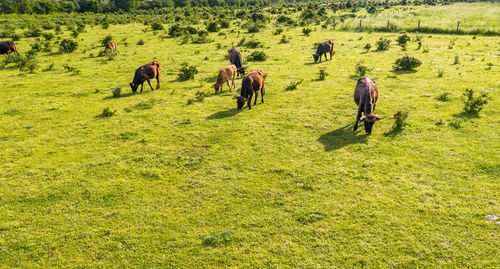 A herd of cattle heck, grazing in a clearing on a spring sunny day in western germany.