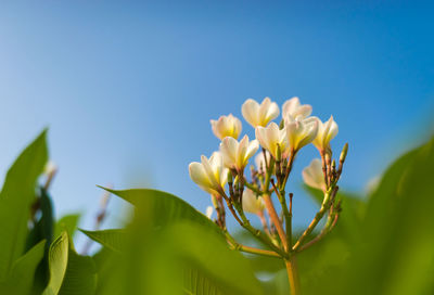 Low angle view of flowers growing against clear blue sky