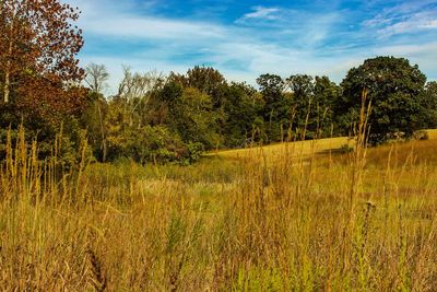 Scenic view of grassy field against sky