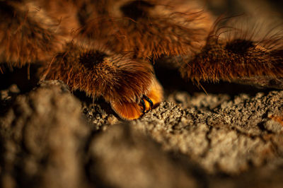 Psalmopoeus claws