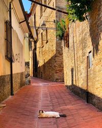 Alley amidst buildings in city