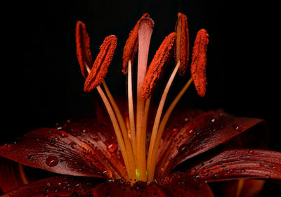 Red lily macro close up after the rain