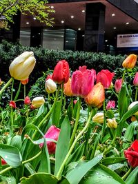 Close-up of tulips blooming outdoors