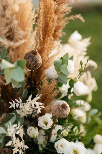 Close-up of white flowering plant