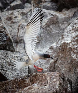 Seagull flying over rock