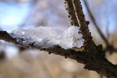 Close-up of frozen tree during winter