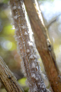 Close-up of tree trunk