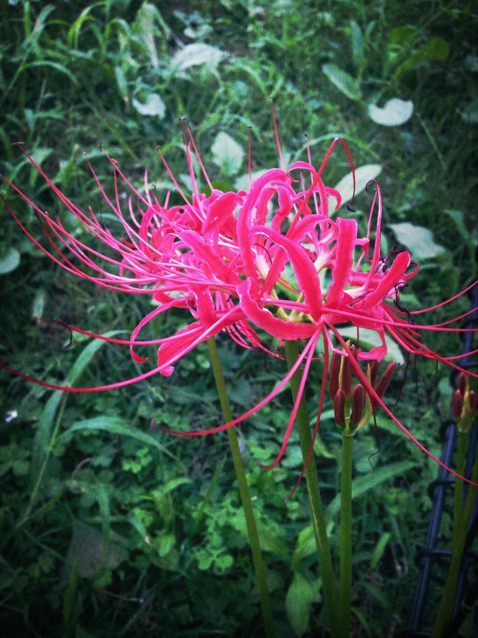 flower, growth, freshness, plant, red, petal, fragility, flower head, beauty in nature, nature, close-up, blooming, focus on foreground, stem, in bloom, day, outdoors, single flower, no people, park - man made space