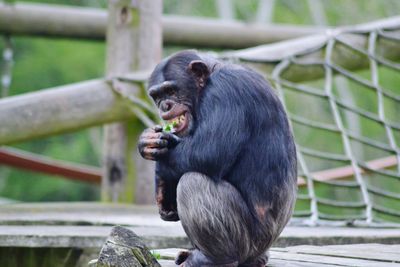 Monkey sitting outdoors