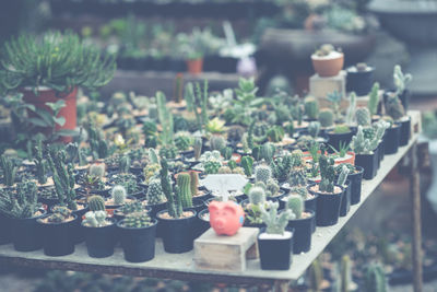 High angle view of potted plant