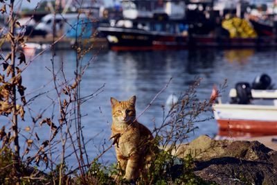 Portrait of cat sitting on a water