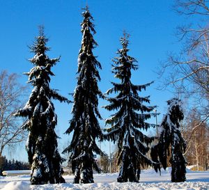 Trees on snow covered field against sky