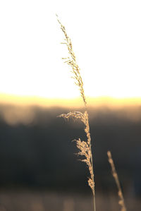 Close-up of wheat growing on field against sky during sunset