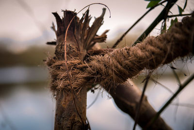 Close-up of plant against blurred background