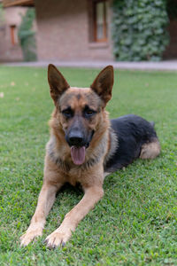 Portrait of dog sitting on grass