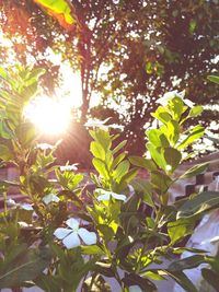 Low angle view of sun shining through trees