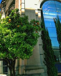 Low angle view of potted plants