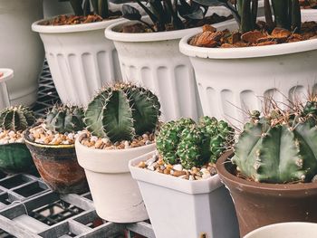 Close-up of potted plants on table