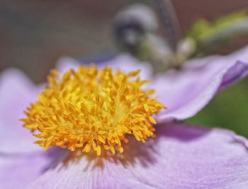 Close-up of yellow flowering plant