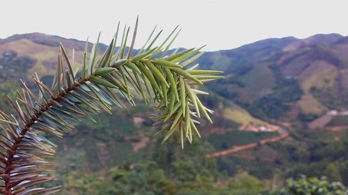 Close-up of plant against clear sky