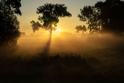 Sunlight streaming through trees and fog in sunrise