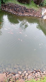 Reflection of pebbles in water