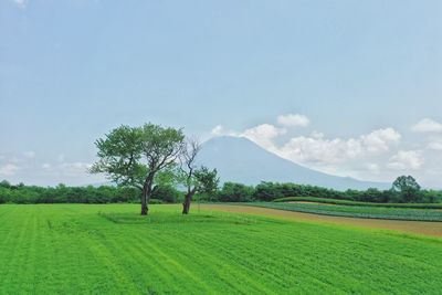 Scenic view of agricultural field against sky