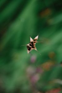 Close-up of insect on flower