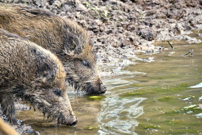 Close-up of sheep drinking water from a lake