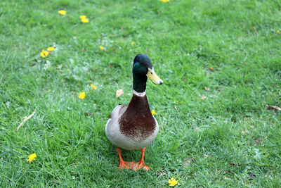 View of a bird on field