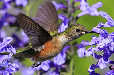 Hummingbird in flight