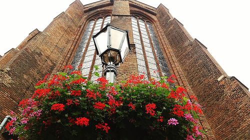 Low angle view of flowering plant against building