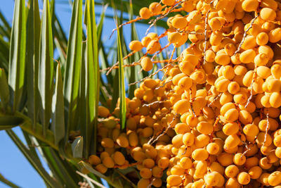 Close-up of fresh orange plants