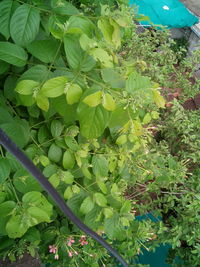 Full frame shot of green leaves