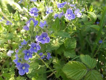 Close-up of purple flowering plants