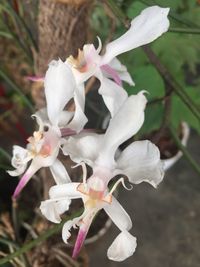 Close-up of white flowers blooming outdoors